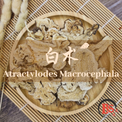 ATRACTYLODES MACROCEPHALA 白术 (100g) ATRACTYLODES MACROCEPHALA 白术 (100g)